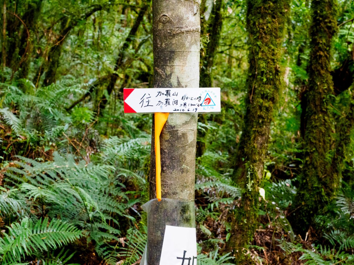整條林道不只有林務局的黃色標記，也有熱心山友製作的路牌指標
