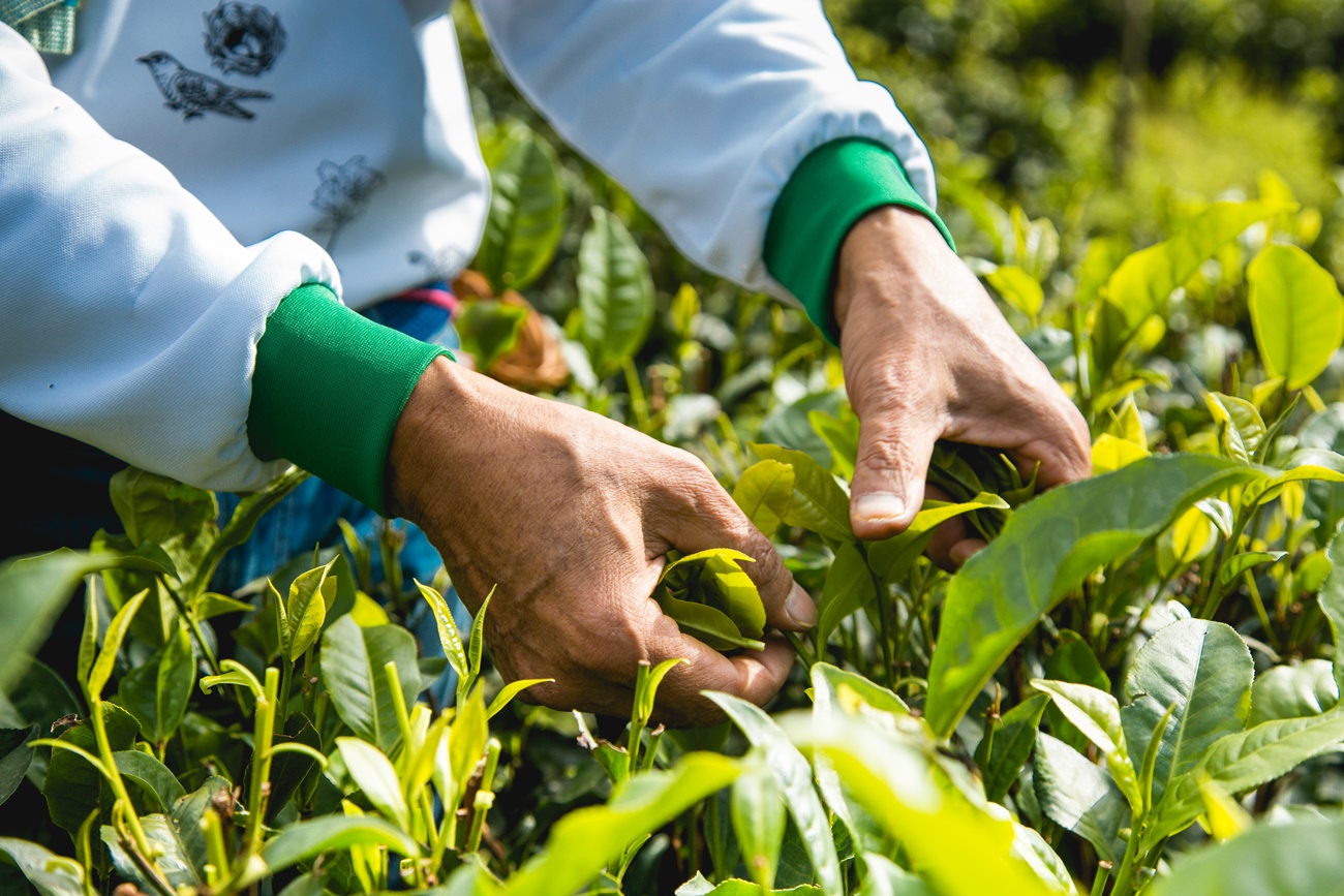 坪林茶的綠色革命「綠光農園」｜隱身坪林的有機茶園 - 綠光農園