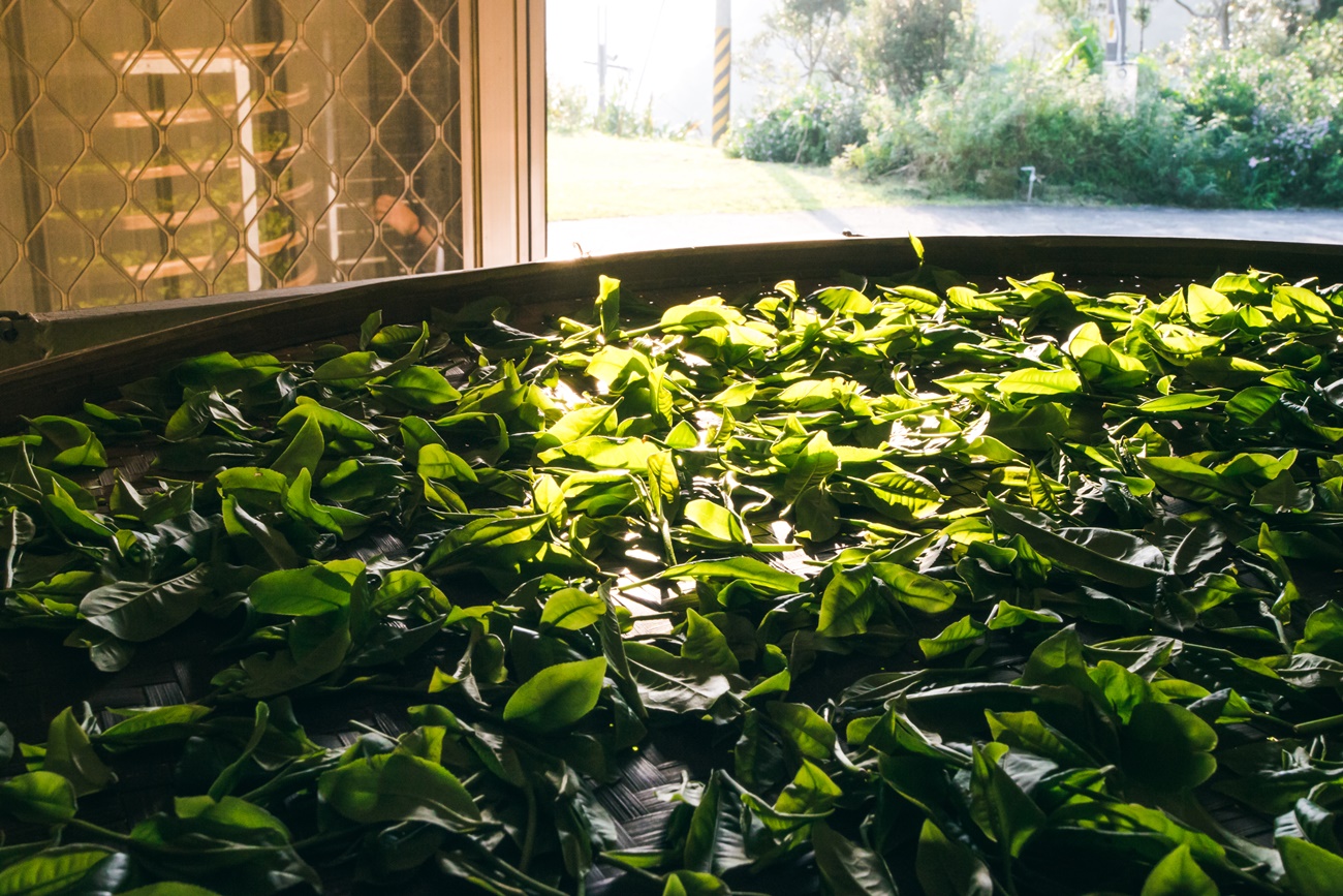 坪林茶的綠色革命「綠光農園」｜隱身坪林的有機茶園 - 綠光農園