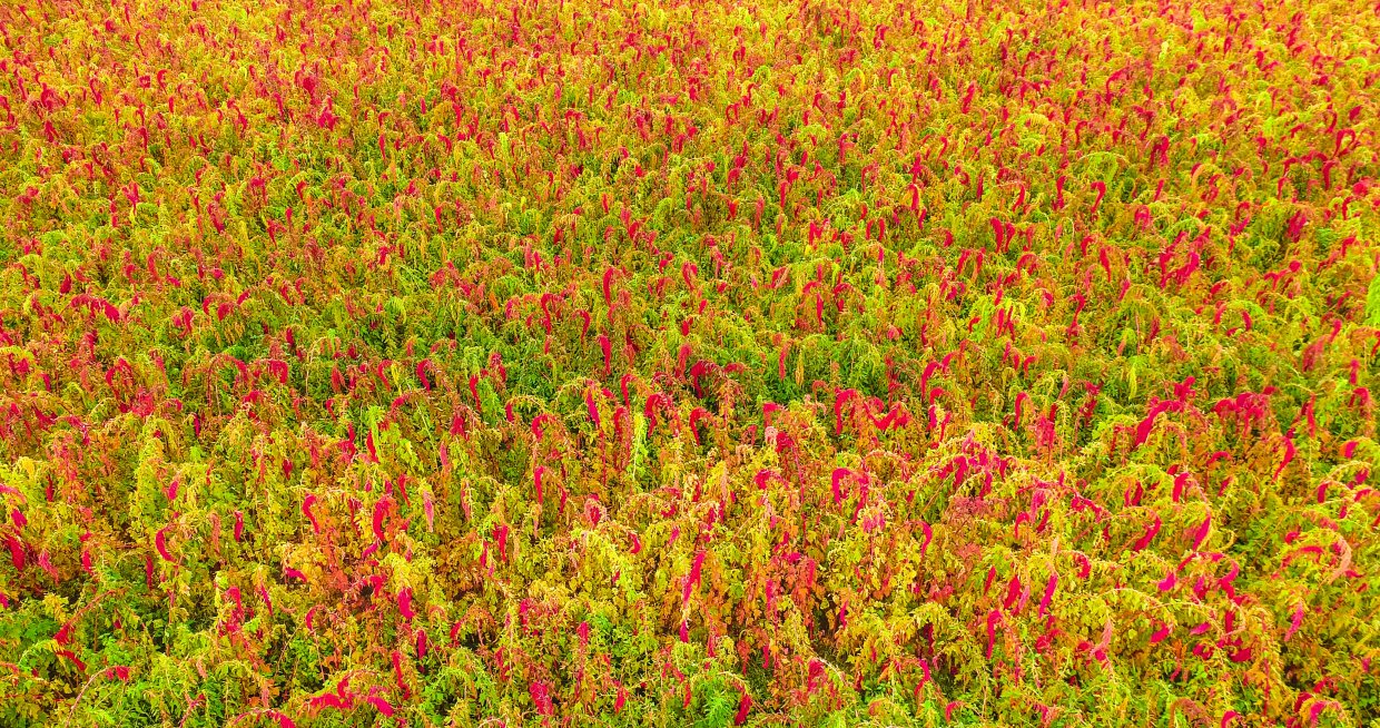 台東賞紅藜秘境～大自然最美的紅藜地毯在台東現蹤跡