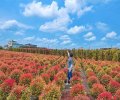 「緋紅波波草」現蹤彰化，期間限定漸層三色葉片好夢幻！