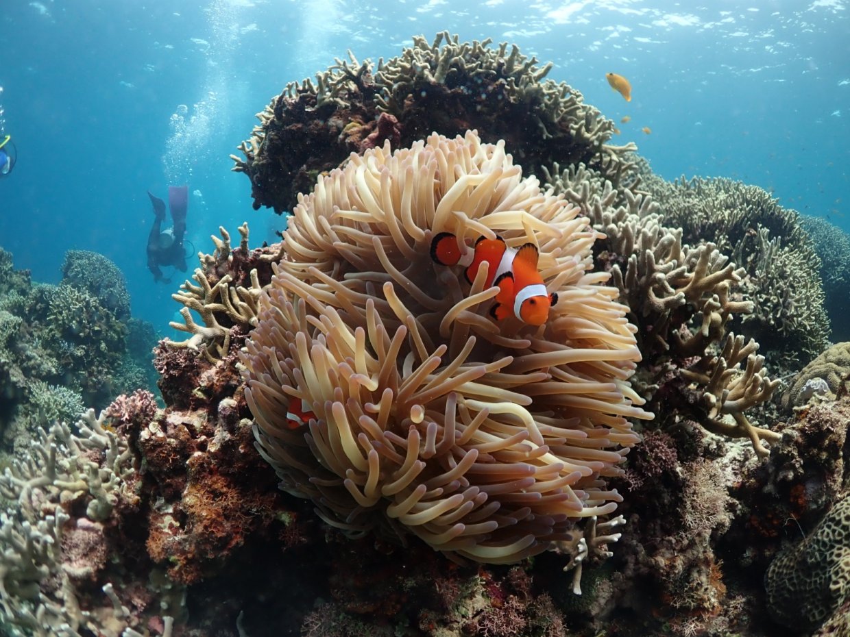 2020全台＋離島潛水景點大搜密！潛進海底探訪迷人的花花世界