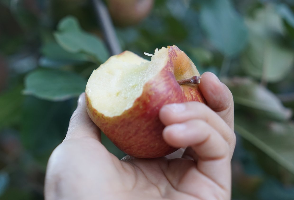 蘋果連皮一起吃才營養