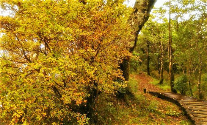 秋天旅遊必拍美景｜首推芒花、楓葉、山毛櫸 輕鬆拍出網美照