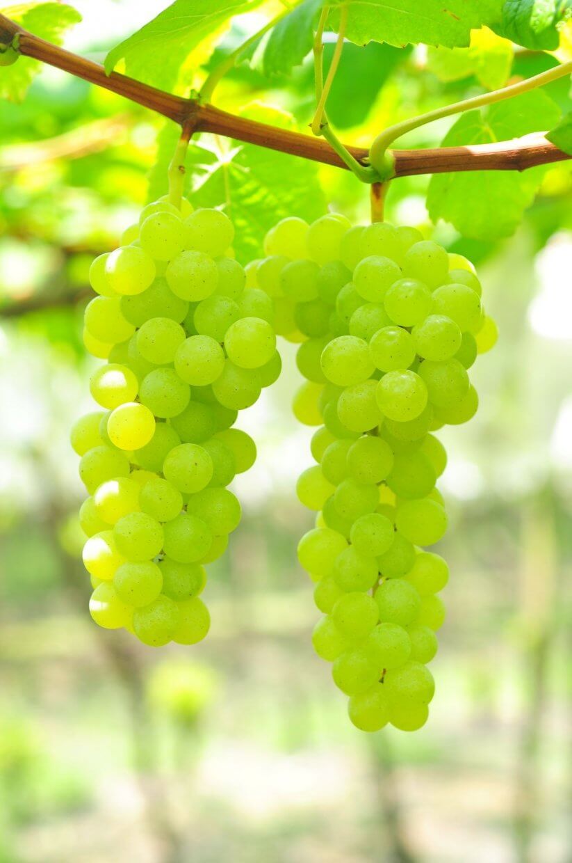 綠水晶葡萄