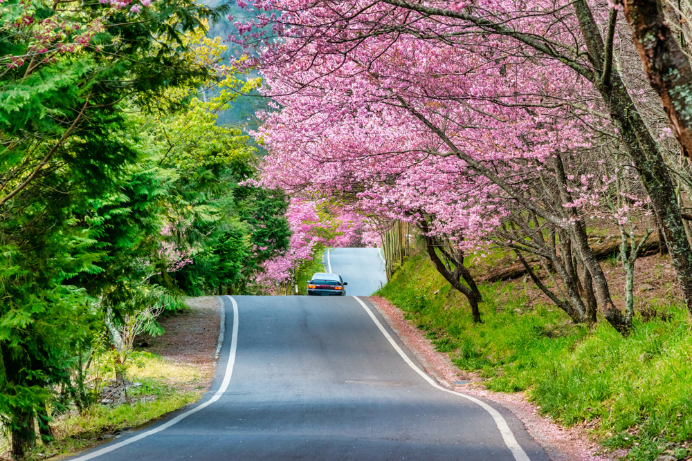 2021網紅９條賞櫻路線｜櫻花季開跑，這些私房賞櫻景點不能錯過
