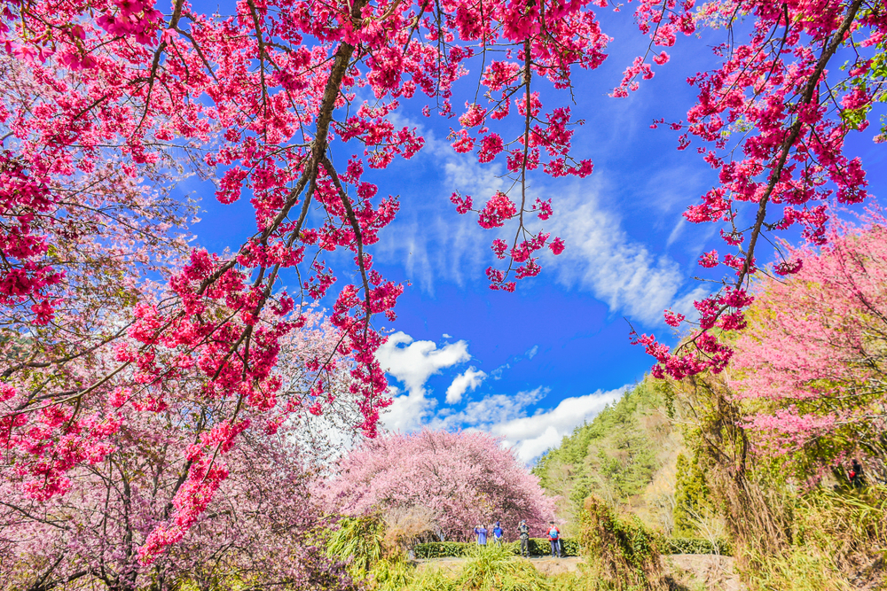 2021網紅９條賞櫻路線｜櫻花季開跑，這些私房賞櫻景點不能錯過