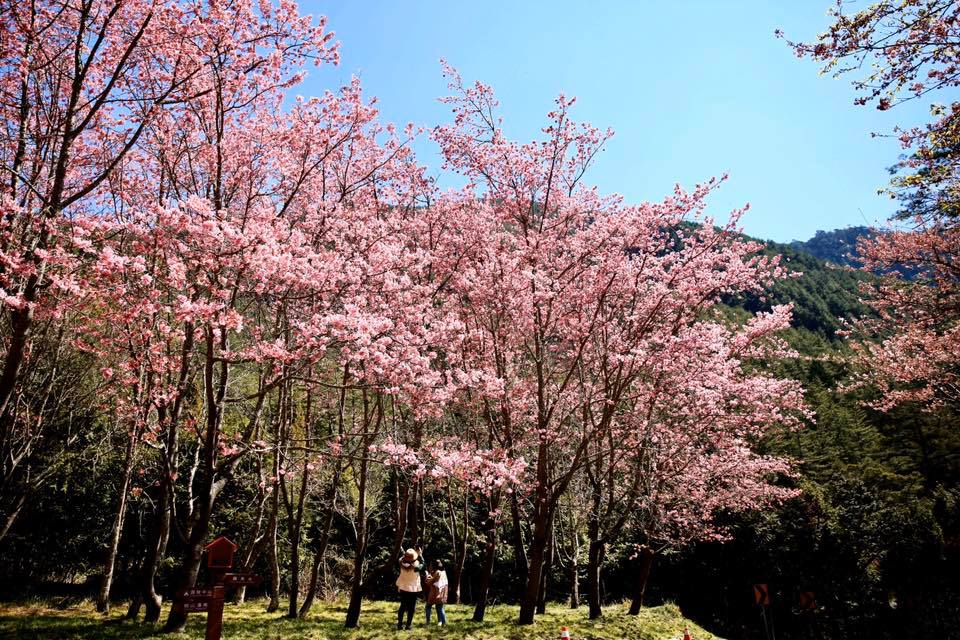 武陵農場賞櫻攻略｜滿山櫻花怒放 漫步在粉紅浪漫櫻花海中