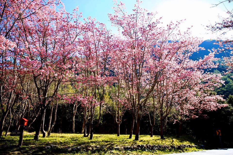 武陵農場賞櫻攻略｜滿山櫻花怒放 漫步在粉紅浪漫櫻花海中