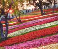 「台版富良野花海」登場！北投巨大彩虹花毯讓你恍如身在日本