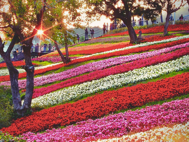 「台版富良野花海」登場！北投巨大彩虹花毯讓你恍如身在日本