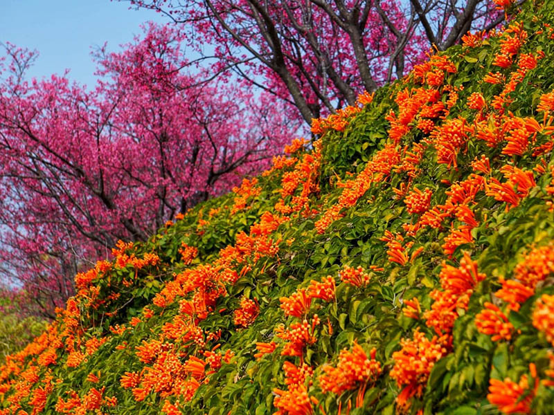 銅鑼超狂「炮仗花瀑布」，與藍天、櫻花交織春季最美即景！