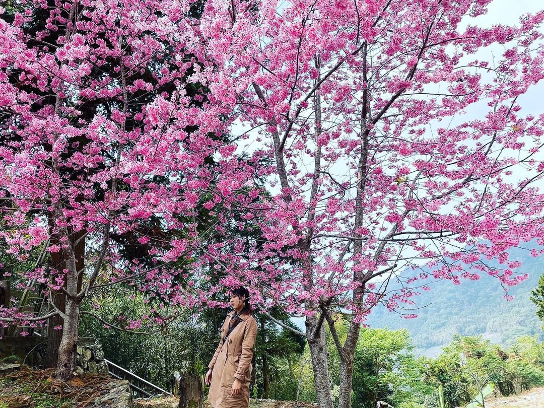 阿里山櫻花季登場｜阿里山交通資訊、賞櫻景點推薦就看這一篇