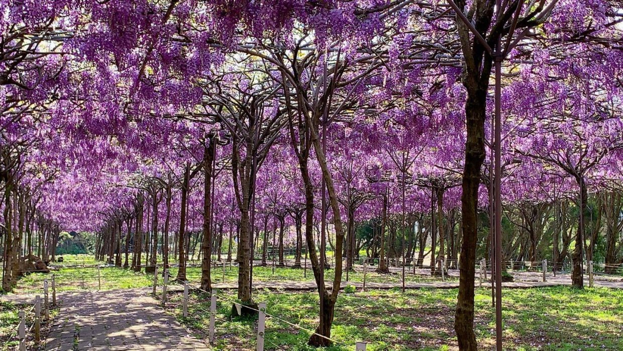 ３、４月來追紫藤花｜紫色風暴浪漫來襲～全台紫藤花景點告訴你