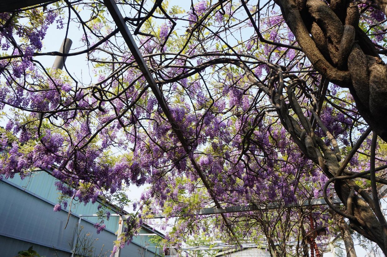 ３、４月來追紫藤花｜紫色風暴浪漫來襲～全台紫藤花景點告訴你