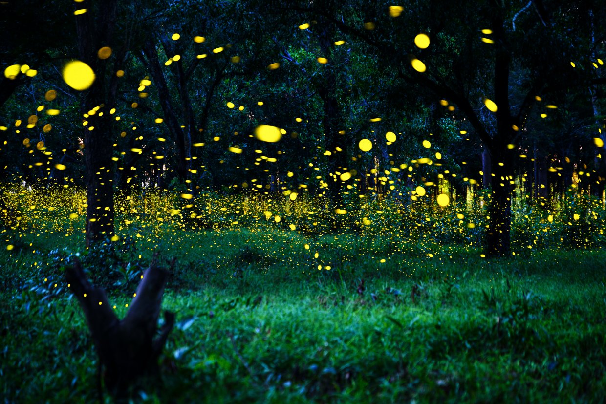 Firefly,Flying,In,The,Forest ,Fireflies,In,The,Bush,At