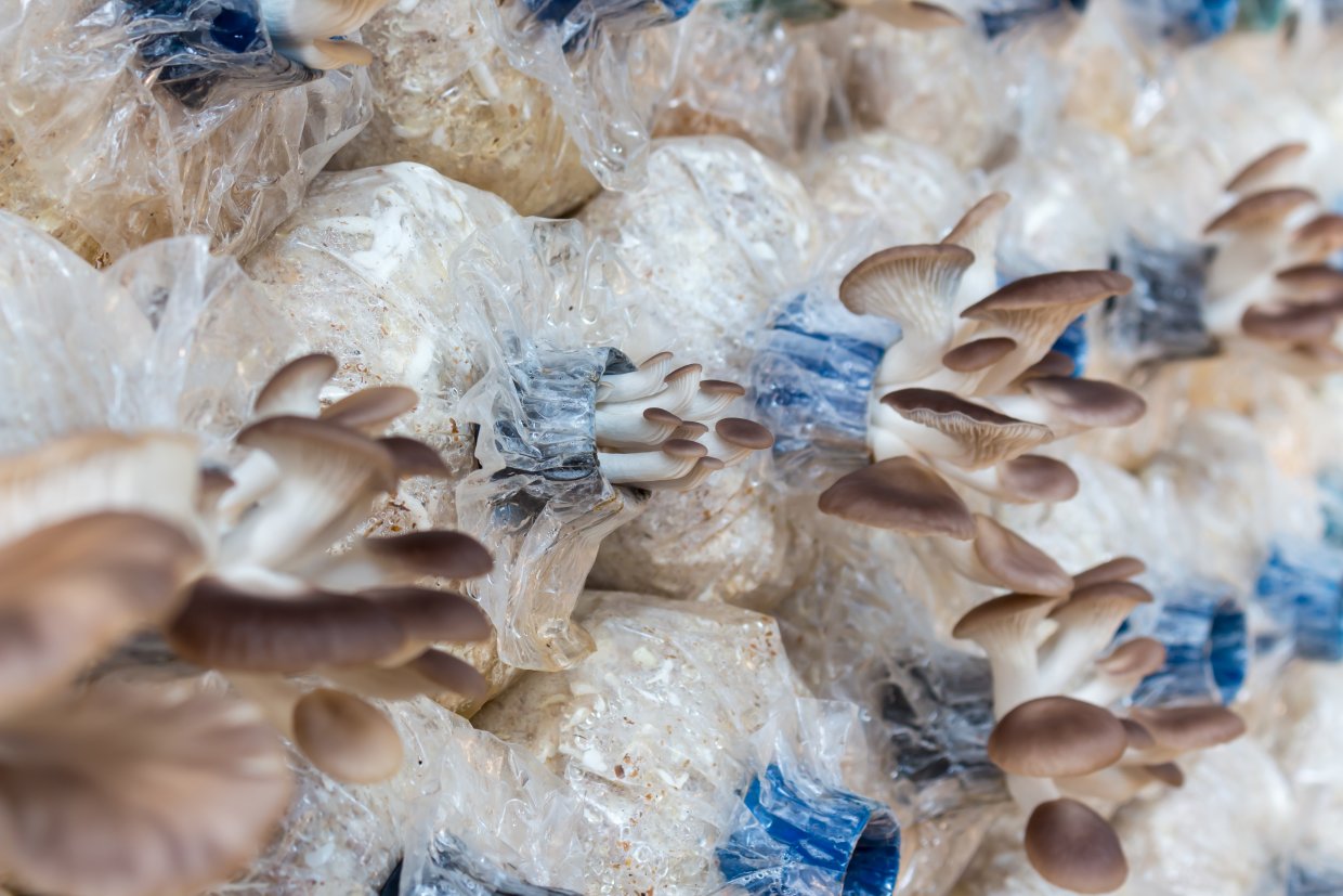 太空包是目前主要香菇種植方式
