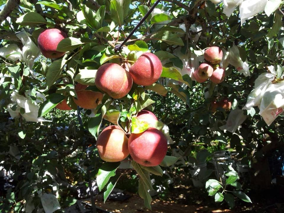 最早採收的秋香蘋果，酸度偏高但香氣很濃郁，吃起來不會太膩口