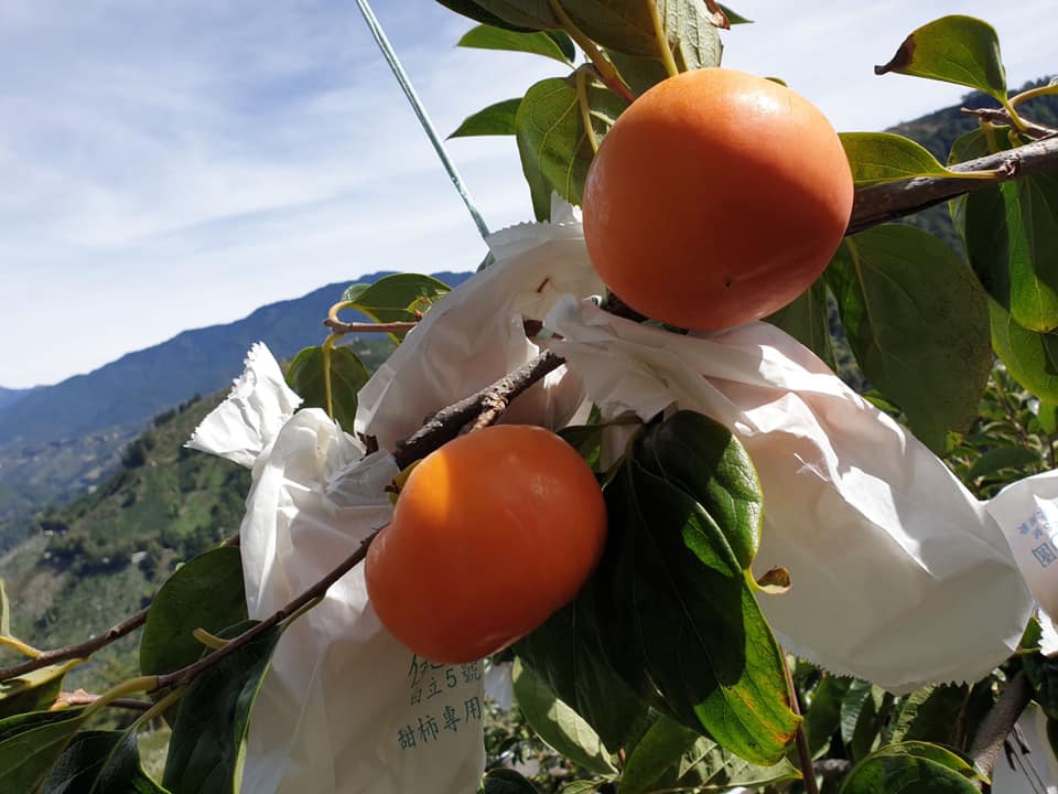 傳承三代的果樹因有高山礦泉的灌概與得天獨厚的氣候與地理優勢，讓果樂園的甜柿果肉細緻又多汁