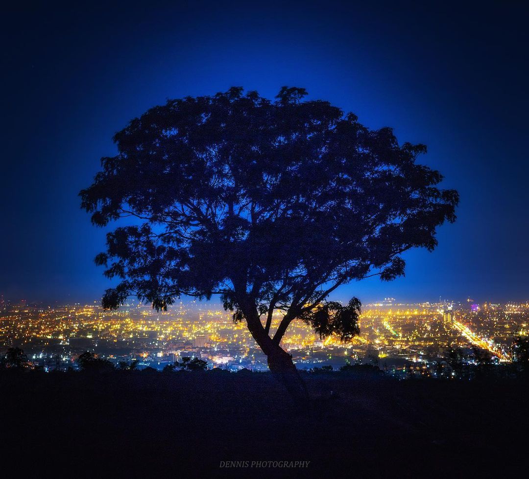 Hanjin0831 九天夕陽之樹