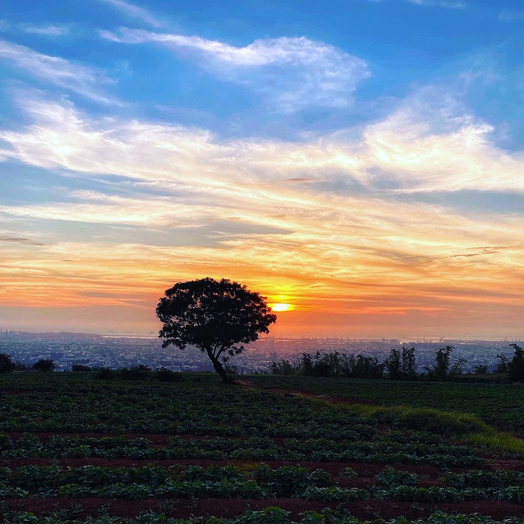 Yaoziliang5206 九天夕陽之樹1