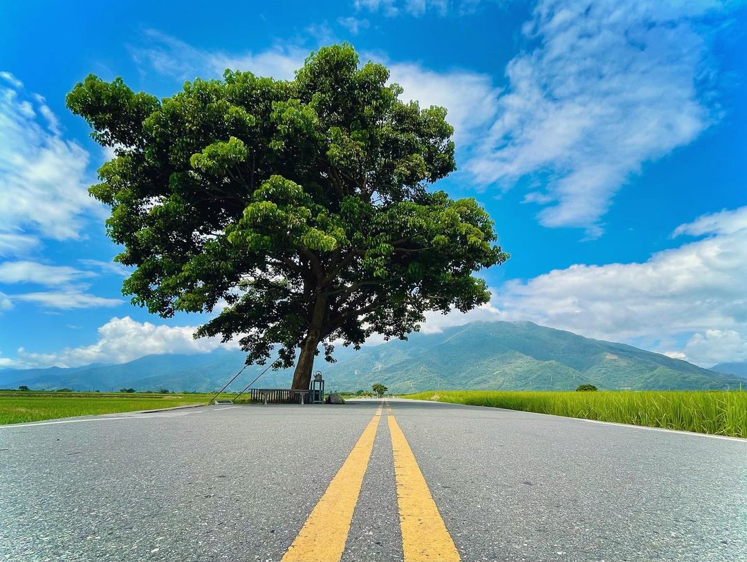 Bosenxchia 金城武樹