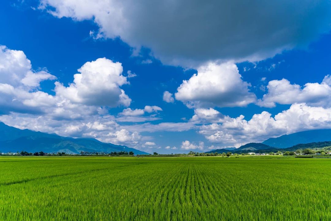 Paul1001 1001 台東稻田