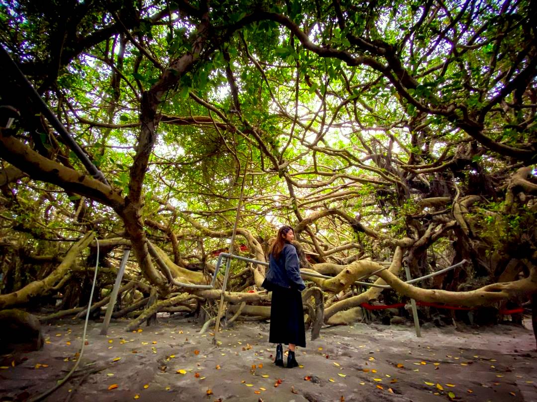 Checheche0114 九龍大榕公