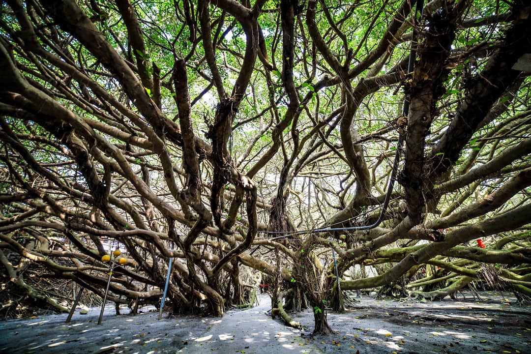 Teng Photo 大榕公