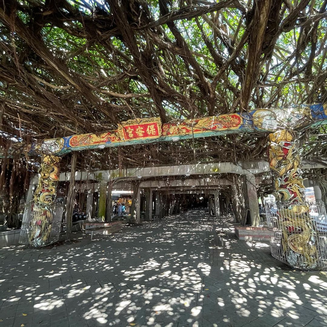 Ccl Yamb 通樑古榕