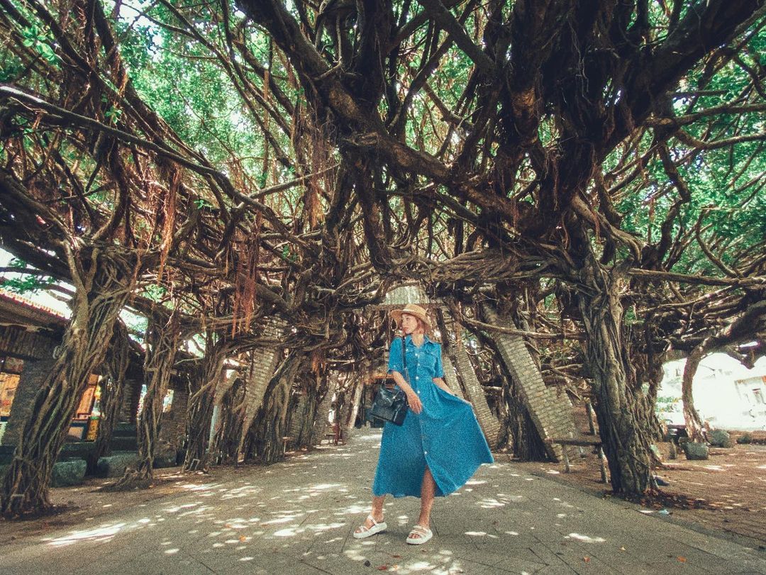 Mimosa Jhao 通樑古榕