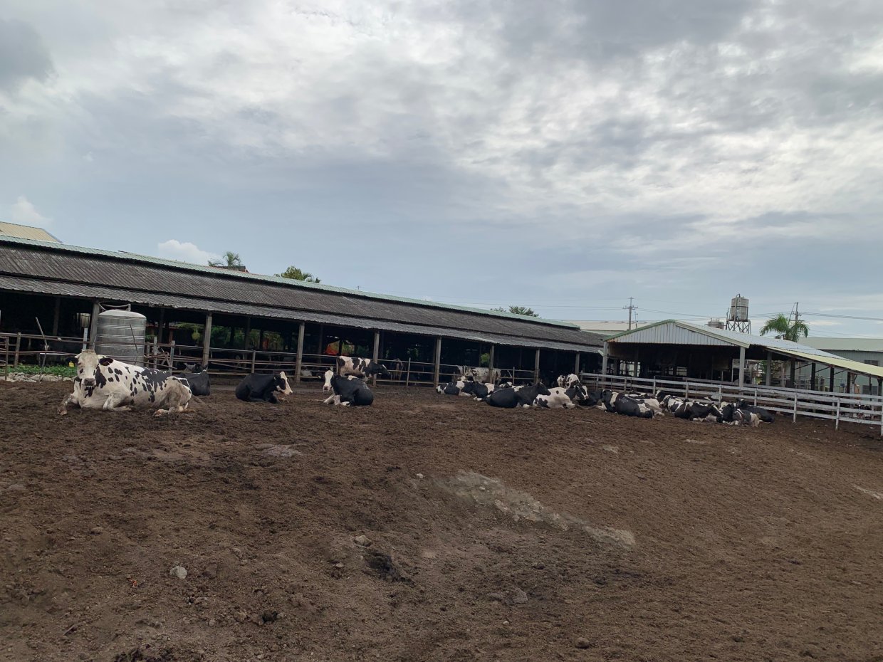 現在的乳牛運動場有特製人工斜坡，讓牛牛們可以自由活動、曬曬太陽
