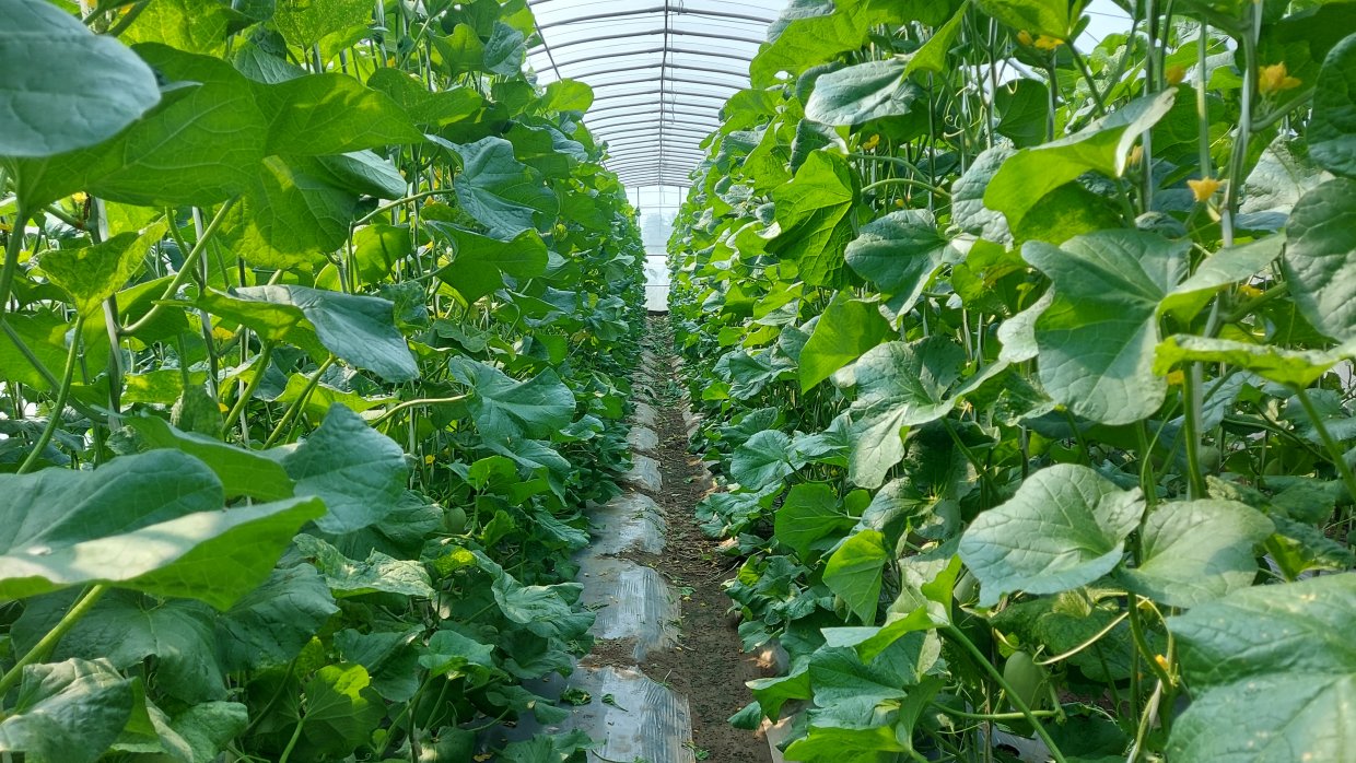 儘管許老闆的成功率高，從農改場出來的洋香瓜品種至少都要種植4-5年才算成功，目前已經有台南11-14號都是在心心農場測試完成！