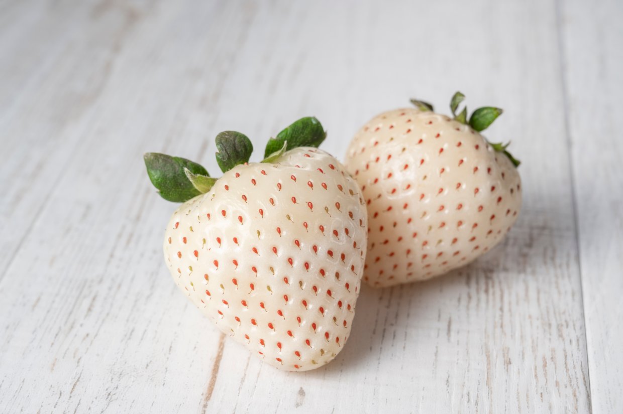超夢幻雪兔白草莓，在台灣也能吃到有機的唷！