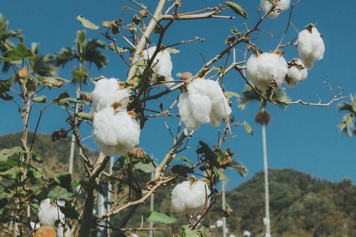 台灣早在日治時期就開始種植棉花，甚至在1950年代更有6千多公頃的棉花田