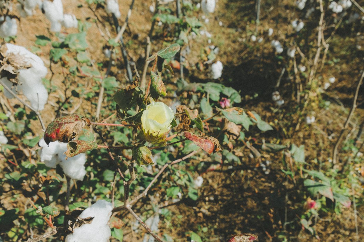 可惜小編11月份去正好錯過花朵盛開、滿地飄棉花雪的場景