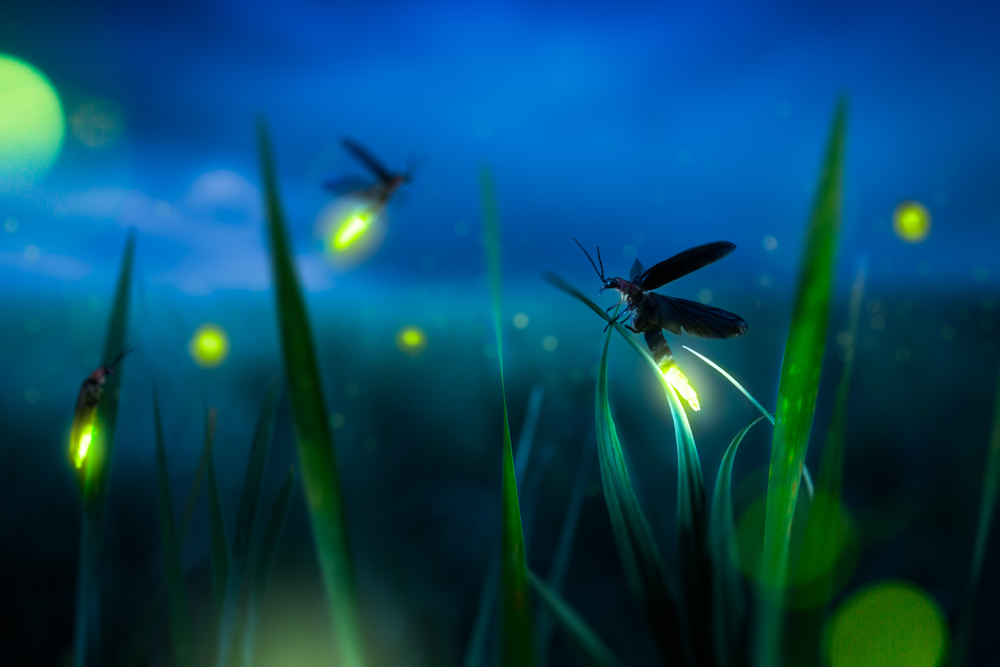 Glowing,Firefly,On,A,Grass,Filed,At,Night