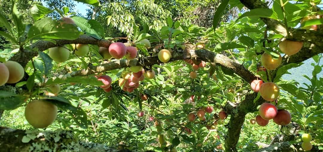 在山中部落的農友們，在種植水蜜桃的同時，也會種幾棵蜜李，酸甜的美味程度完全不輸水蜜桃喔