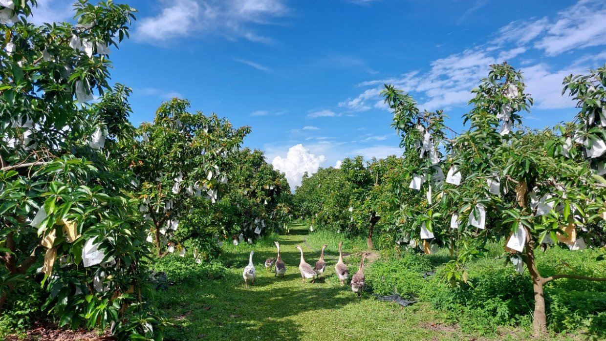 位於台南大內的左岸幸福莊園，採用自然農法栽培酪梨，還放養雞、鵝來吃蟲草做生態防治