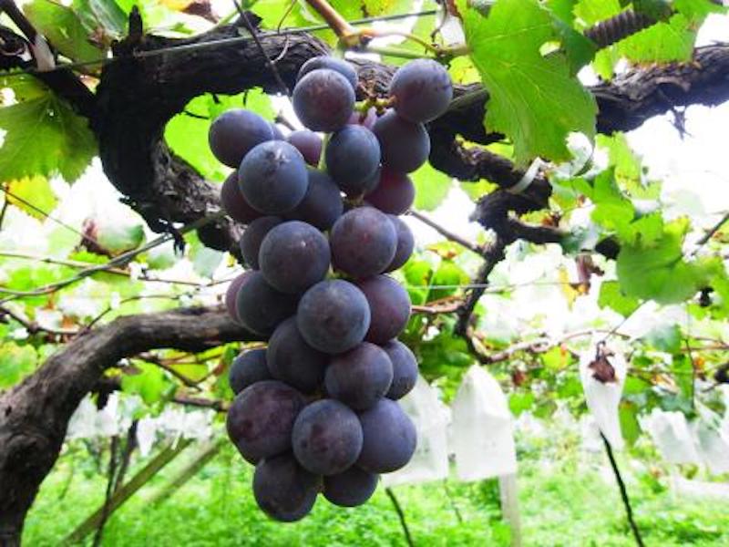 台灣的葡萄大多是巨峰葡萄，果實大又紫黑，一年有夏季和冬季兩次可以吃到