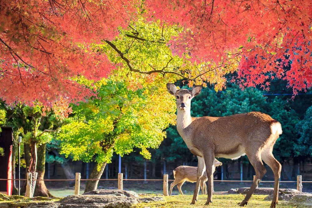 Nara,Deer,Roam,Free,In,Nara,Park,,Japan,For,Adv