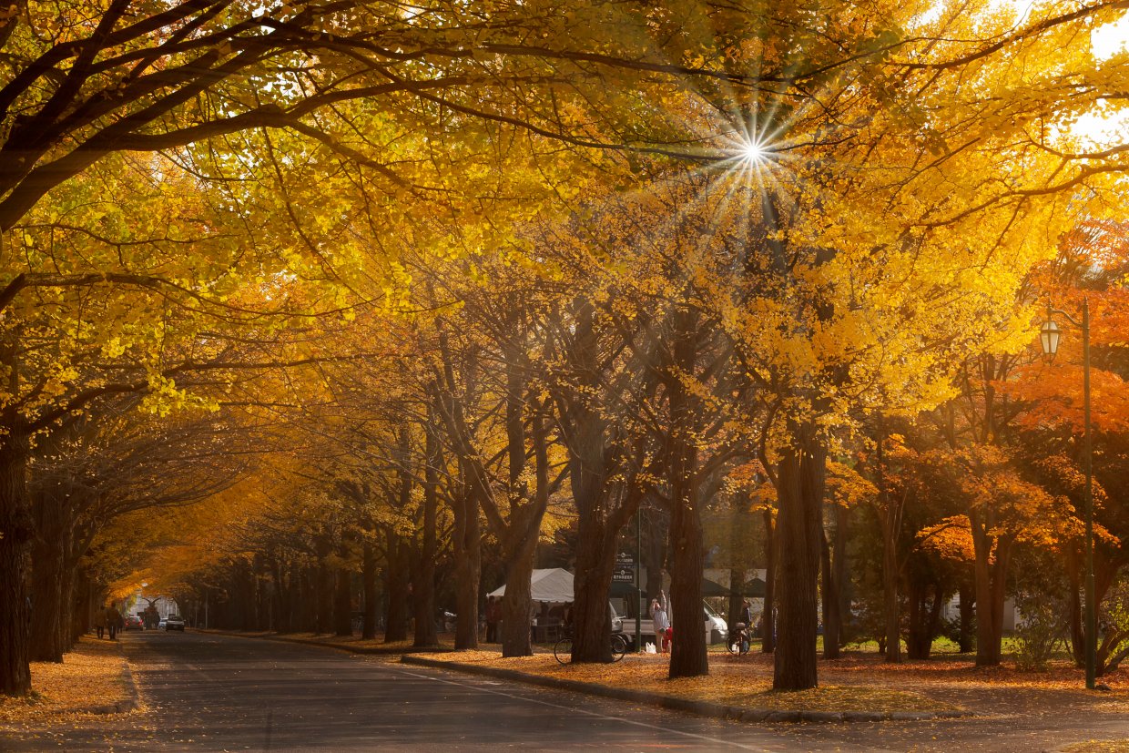 Entrance,To,Ginkgo,Avenue,At,Hokkaido,University,In,Sapporo,During