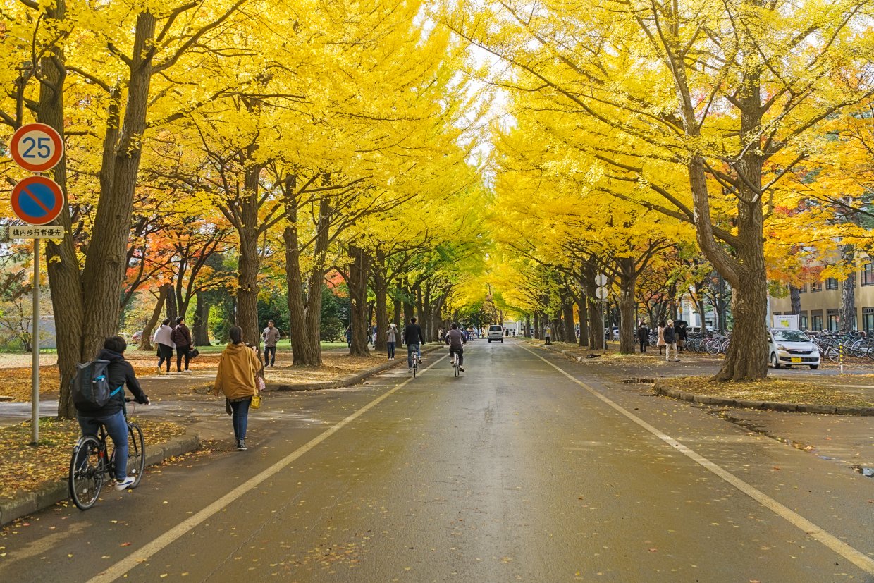 One,Of,The,Most,Famous,Tree,In,Japanese,Autumn,Is