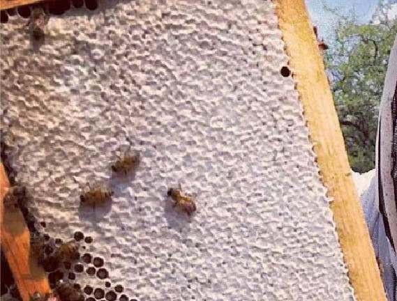 由蜜蜂自行在蜂巢內用時間將蜂蜜水份降到20%以下的『自然封蓋蜜』，在某種程度來講也算是生蜂蜜喔