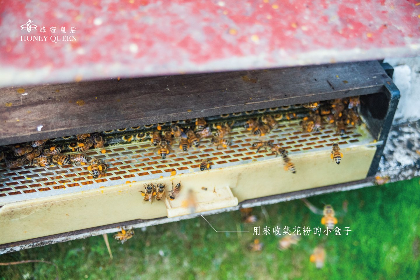 蜂花粉可以直接吃，口感外脆內軟、帶點微微甜味，也可以搭配蜂蜜水、牛奶等飲品泡開後一起飲用
