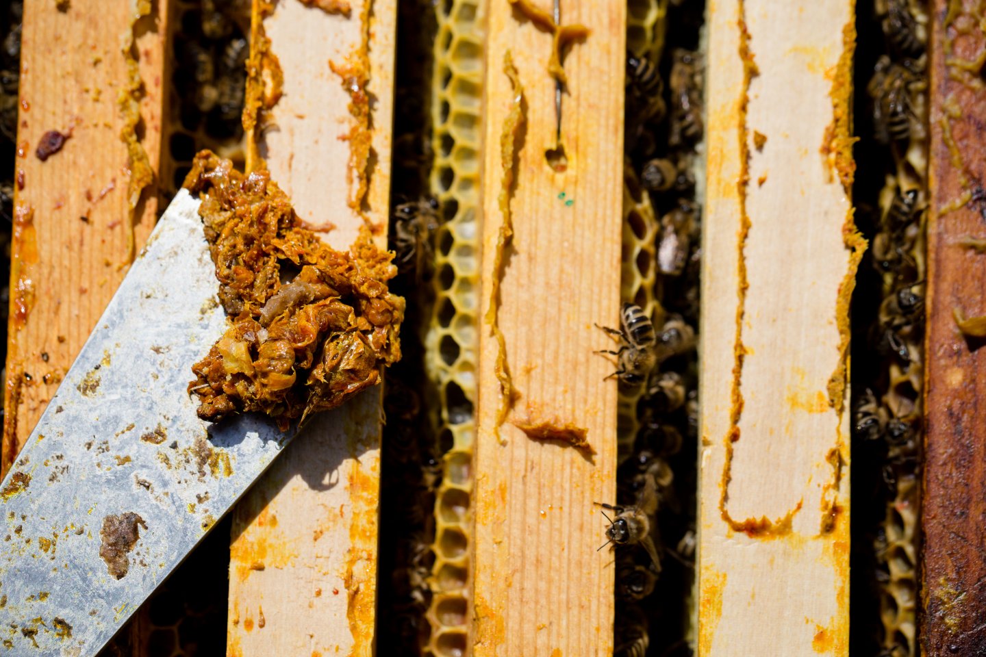 蜂膠應用範圍很廣泛，除了吃之外，有些產品像是牙膏、香皂等也會加入蜂膠