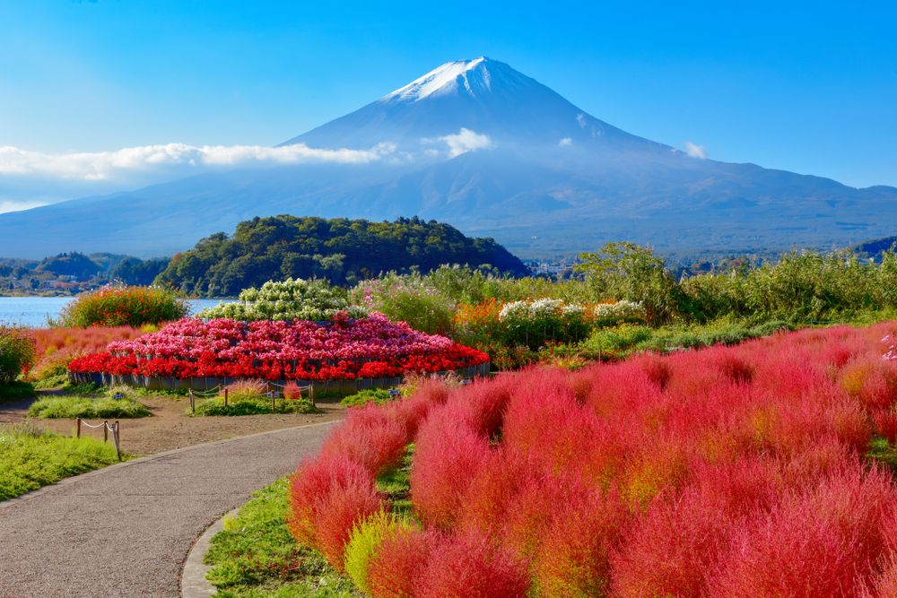 Mount,Fuji,And,Lake,Kawaguchi,Oishi,Park,Kochia,,Yamanashi,Prefecture,