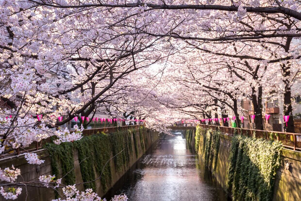 Cherry,Blossom,Lined,Meguro,Canal,In,Tokyo,,Japan 