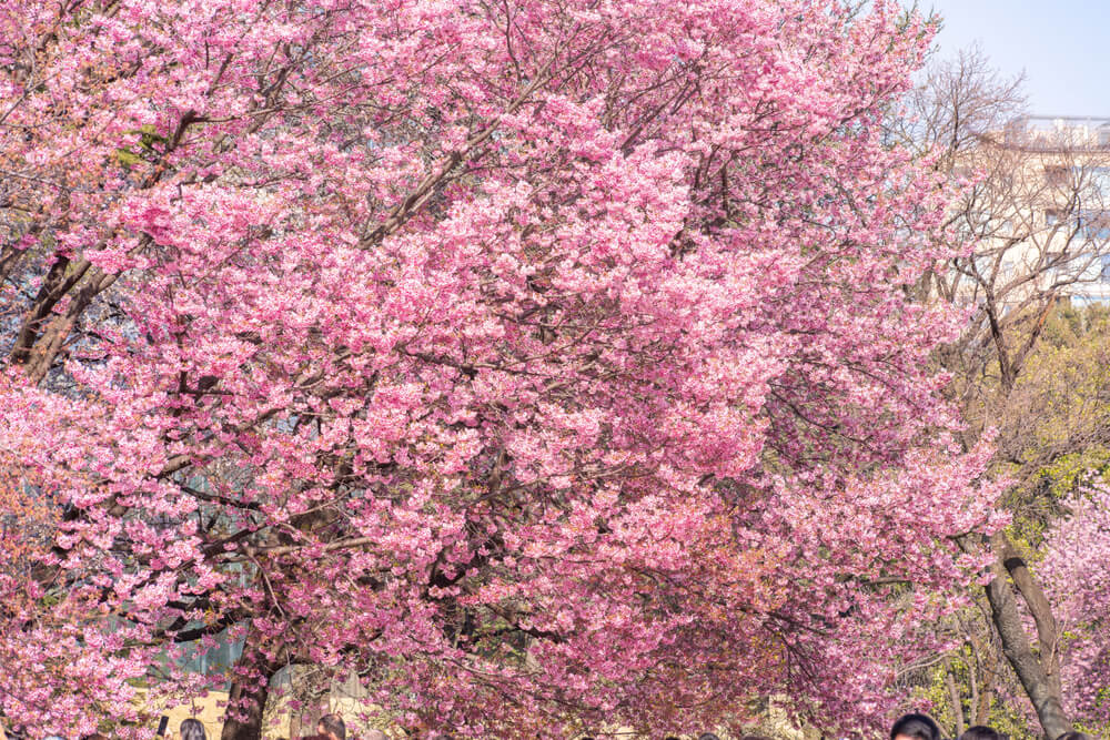 Cherry,Blossom,(sakura),With,Birds,Under,The,Blue,Sky,In