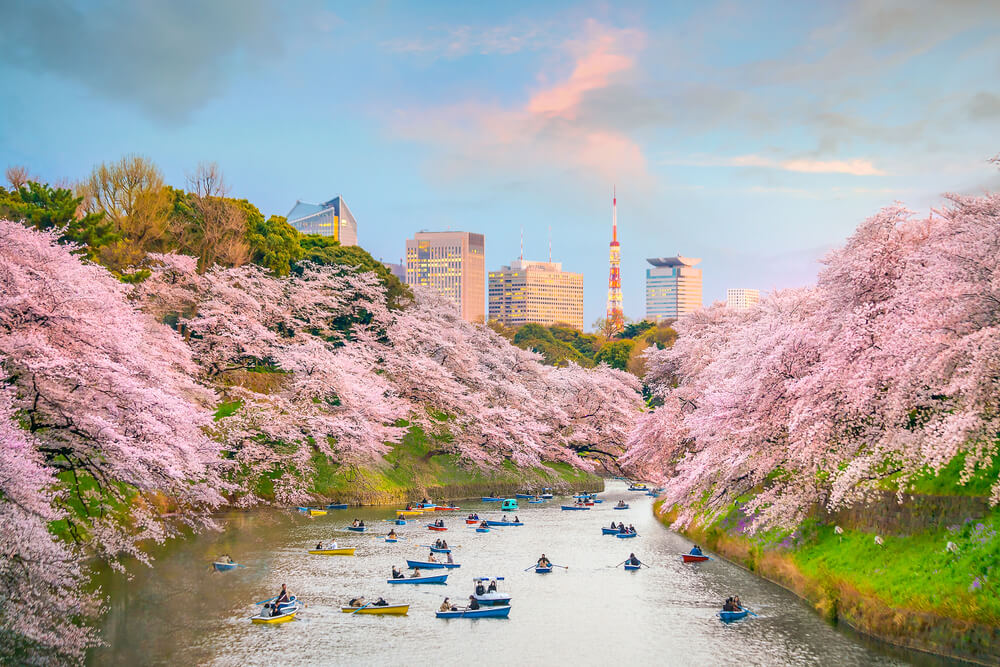 Chidorigafuchi,Park,In,Tokyo,During,Sakura,Season,In,Japan